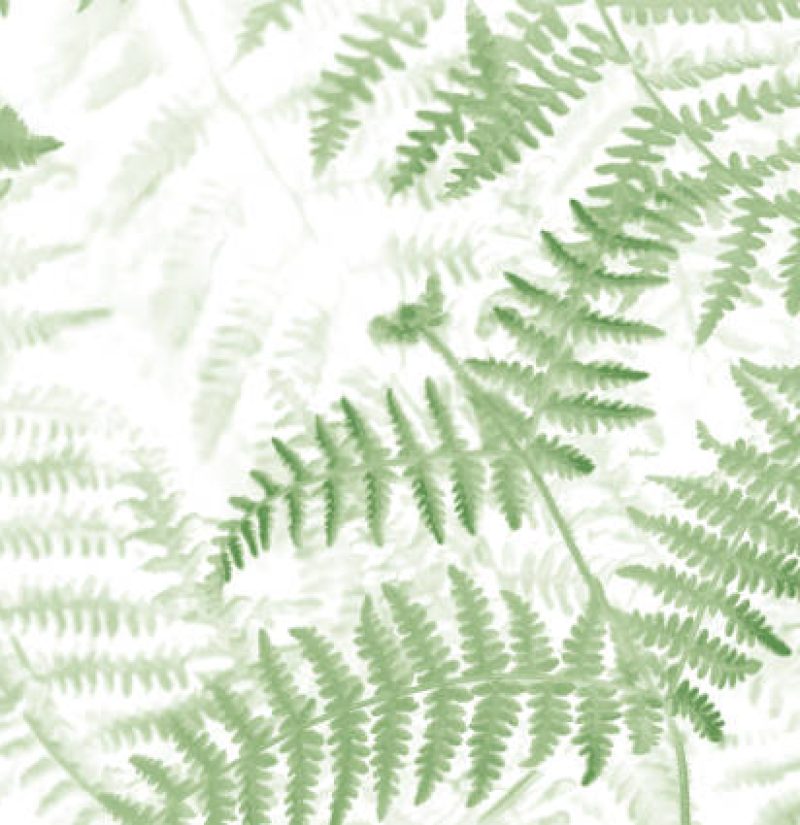 Green ferns photo image transformed in an illustration.